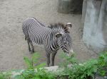 zoo picture