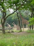 zoo picture