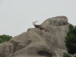 zoo picture