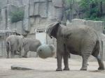 zoo picture