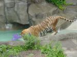 zoo picture