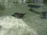 Stingray pool