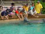 Feeding the dolphins
