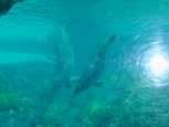 Dolphins underwater
