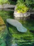 Manatee