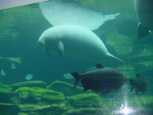 Manatee from underwater
