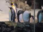 Emperor penguins