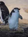 Chinstrap penguin