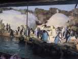 LOTS of penguins