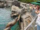 Feeding the sea lions