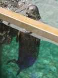A speckled sea lion