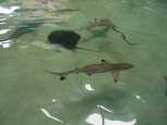 Stingrays and sharks