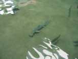 Hammerhead shark