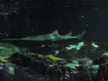 Needlenose shark