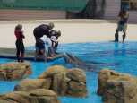 Paying helpers feeding the dolphins