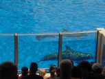 Patroling the pool