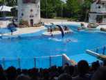 A dolphin dive