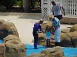 A volunteer to play with the dolphins