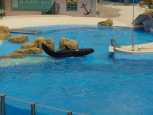 A psuedo orka