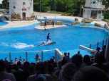 Riding the waves, dolphin style
