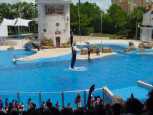 Twin dives
