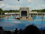 Orka the whale