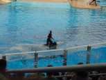 Riding a whale