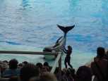 Orka up close