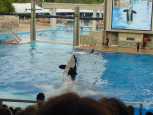 Orka powering on his tail