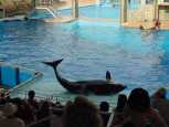 Orka the whale saying goodbye