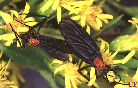 Lovebug picture
