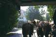 Horse and buggy team.