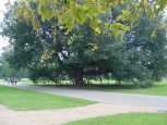 A really big, really OLD tree!