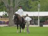 Costumed horse rider